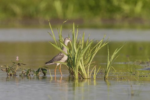 Spotted Redshank (Tringa erythropus), Schleswig-Holstein, Germany