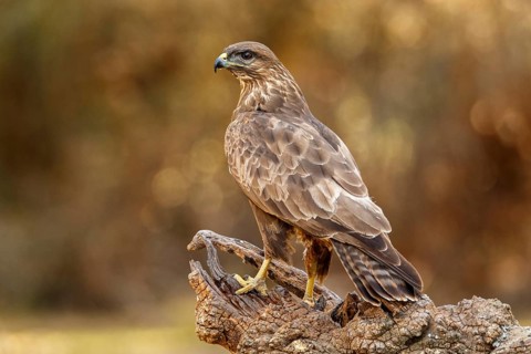 Common Buzzard (Buteo buteo), perched on a branch, Castile and Leon, Spain