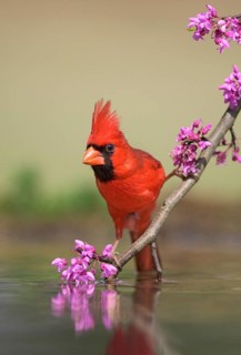 Northern Cardinal (Cardinalis cardinalis) male at a waterhole, Texas, USA