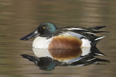 Northern Shoveler (Spatula clypeata) male, British Columbia, Canada