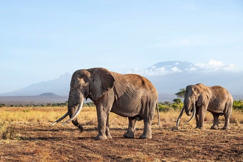 Two African elephants (Loxodonta africana) in a picturesque savanna landscape with the summit of