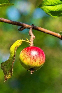 Ripening apple with mixed red and yellow tones, attached to a branch with a green leaf in the