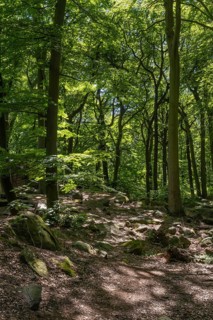 Trail in green beech forest, Ore Mountains, Czech Republic, May 2024