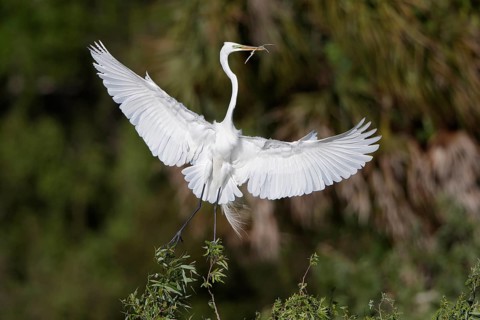 Great Egret (Ardea alba) taking flight with nesting material in beak, Florida, USA