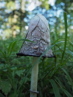 Crested tintling (Coprinus comatus)