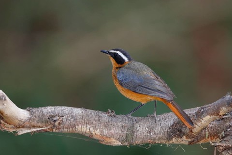 White-browed Robin-Chat (Cossypha heuglini), Maun, Botswana