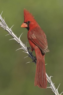 Northern Cardinal (Cardinalis cardinalis), Texas, USA