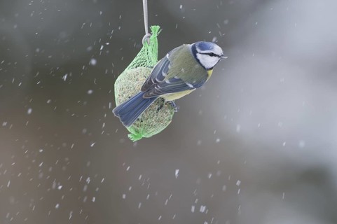 Eurasian Blue Tit (Cyanistes caeruleus), Saxony, Germany