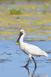 Spoonbill (Platalea leucorodia), adult bird striding through shallow water, adult bird in