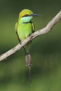 Green Bee-eater (Merops orientalis), Sri Lanka