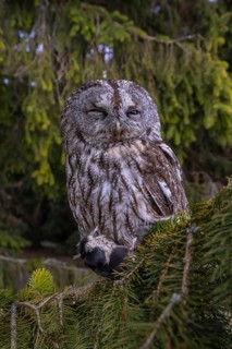 One tawny owl or brown owl (Strix aluco) sitting on a branch of a spruce tree, feeding on a mouse
