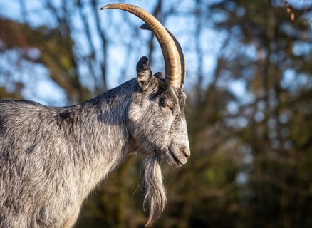 Detailed close-up of a mature male goat with impressive curved horns and a serene expression,