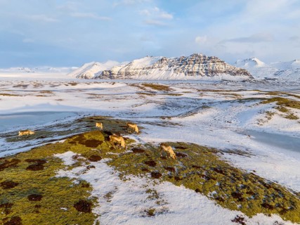Serene winter scene of reindeer grazing on mossy plains in Iceland. Snow-draped mountains loom in
