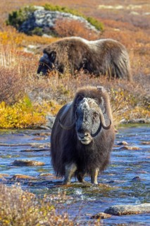 Muskox (Ovibos moschatus) bull, male crossing river on the tundra in autumn, fall,