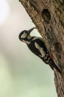 Great spotted woodpecker (Dendrocopos major), Emsland, Lower Saxony, Germany