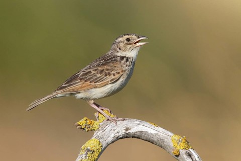 Horsfield's Bush Lark (Mirafra javanica) singing from branch, Victoria, Australia