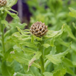 Giant knapweed (Centaurea macrocephala),  Sweden