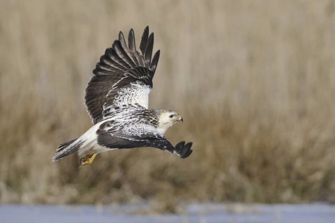 Common Buzzard (Buteo buteo) flying, Mecklenburg-Western Pomerania, Germany