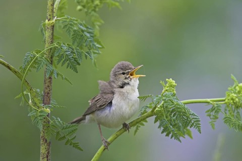 Eastern Olivaceous Warbler (Iduna pallida) singing, Greece