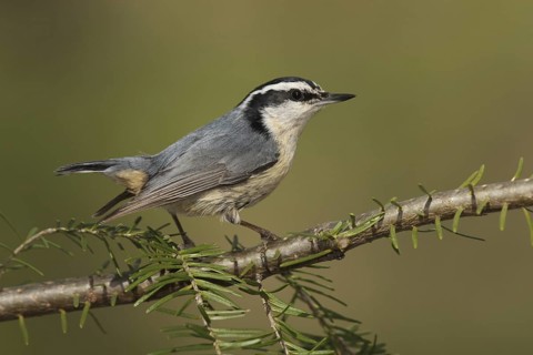 Red-breasted Nuthatch (Sitta canadensis), Michigan, USA