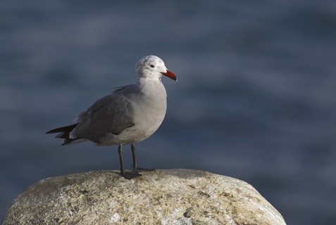 Heermann's Gull (Larus heermanni), California, USA