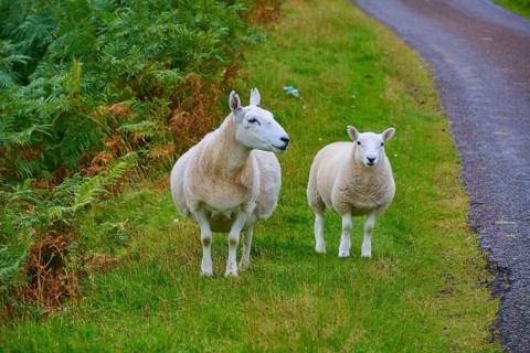 Two sheep standing in a grassy pasture next to a narrow path, Syre, Kinbrace, Scotland, United