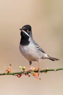 Rüppell's Warbler (Sylvia ruppeli) male, Eilat, Israel