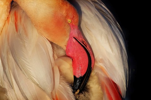 Exquisite close-up image capturing a pink flamingo's nuptial plumage during a grooming session,