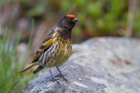 Red-fronted Serin - Rotstirngirlitz - Serinus pusillus: Kazakhstan