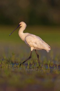 Spoonbill, (Platalea leucorodia), Floating Hide fixed, Tiszaalpár, Kiskunsági National Park,