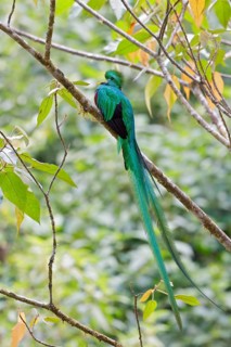 Resplendent Quetzal (Pharomachrus mocinno) perched on a branch in Costa Rica, Central America
