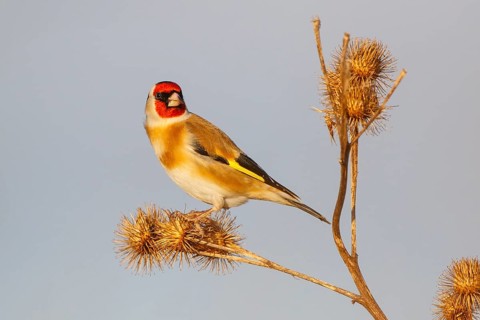 European Goldfinch (Carduelis carduelis), North Rhine-Westphalia, Germany