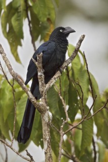Greater Ani (Crotophaga major), Ecuador