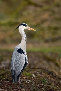 Grey heron (Ardea cinerea), Essen, Ruhr area, North Rhine-Westphalia, Germany