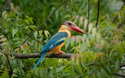 A Stork-billed kingfisher (Pelargopsis capensis) on a tree branch, sreepur, Gazipur, bangladesh