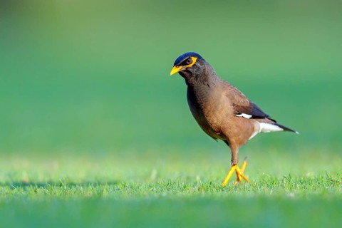 Shepherd's mynah, (Acridotheres tristis), animals, birds, perch, biotope, habitat, foraging Muscat,