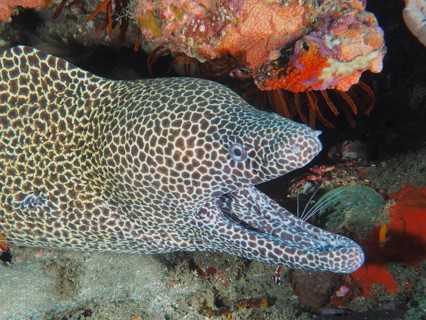Reticulated moray eel (Gymnothorax favagineus Gymnothorax permistus)