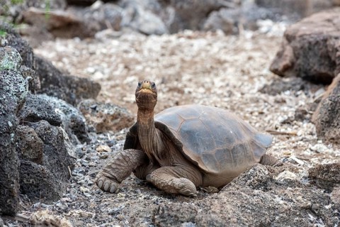 Giant tortoise (Chelonoidis nigra), Santa Cruz, Galapagos, Ecuador