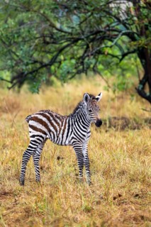 Steppe zebra (Equus quagga), young animal, Serengeti National Park, Tanzania