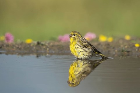 European Serin (Serinus serinus) male at waterhole, Aosta Valley, Italy