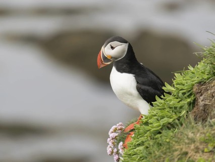 Atlantic Puffin (Fratercula arctica), Látrabjarg, Iceland