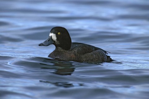 Greater Scaup (Aythya marila), British Columbia, Canada