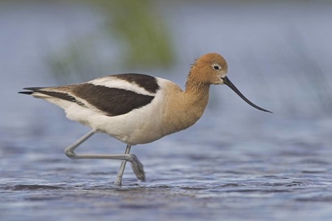 American Avocet (Recurvirostra americana), Alberta, Canada
