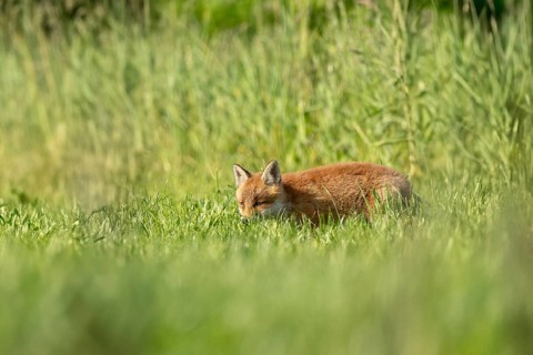 A red fox cub (Vulpes vulpes) curiously exploring its surroundings on a sunny morning. Endingen am