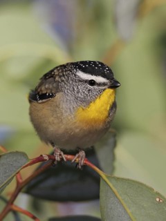 Spotted Pardalote (Pardalotus punctatus), Australian Capital Territory, Australia