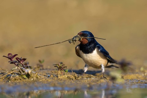 Barn Swallow (Hirundo rustica) with nesting material in its beak, North Rhine-Westphalia, Germany