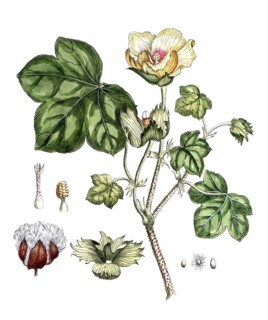 Ligustrum vulgare, Wild privet, digital reproduction of a historical original, between 1790 and