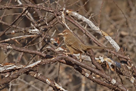 Scaly Chatterer (Turdoides aylmeri), Samburu, Kenya