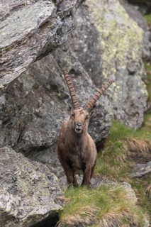One adult ibex (Capra ibex) standing between rocks, frontal portrait, on 2500 m sea level in the
