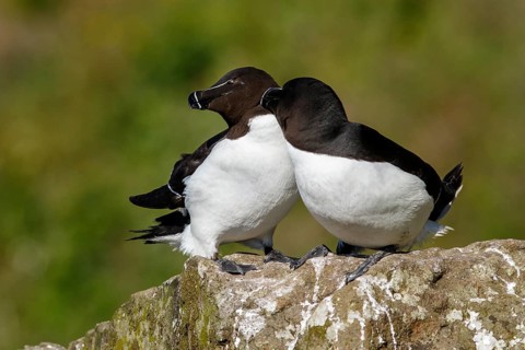 Razorbill (Alca torda), couple on cliff, Scotland, United Kingdom